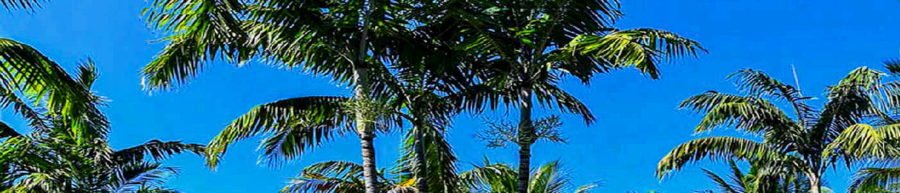 Banner Palm Trees Sky FLPalmBeach Martin Group Palm Beaches Real Estate